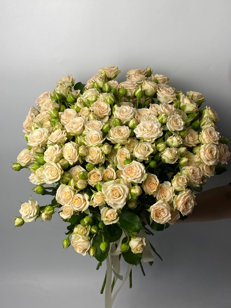 Кущова Троянда Таня 19 шт image
