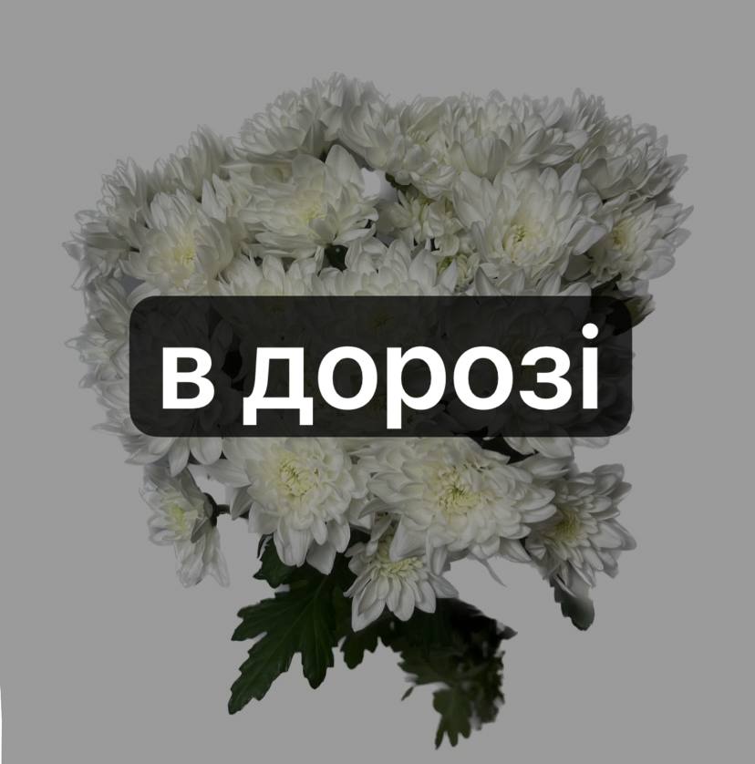 Хризантема Пінаколада image