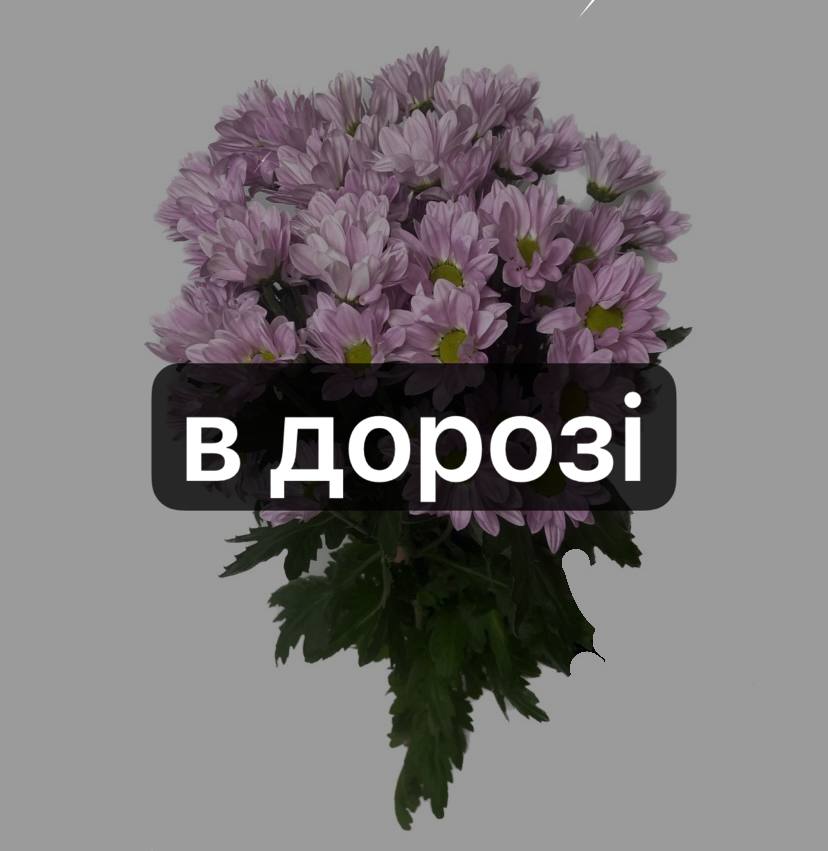 Хризантема Софтон image