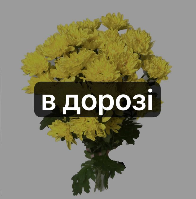 Хризантема Балтика Жовта: Хризантема (Жовтий) - 5.