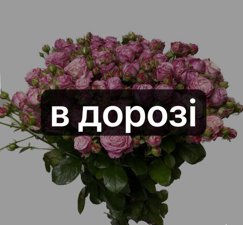 Леді Бомбастік 20 шт-70 см: Кущова троянда (Рожевий) - 20.