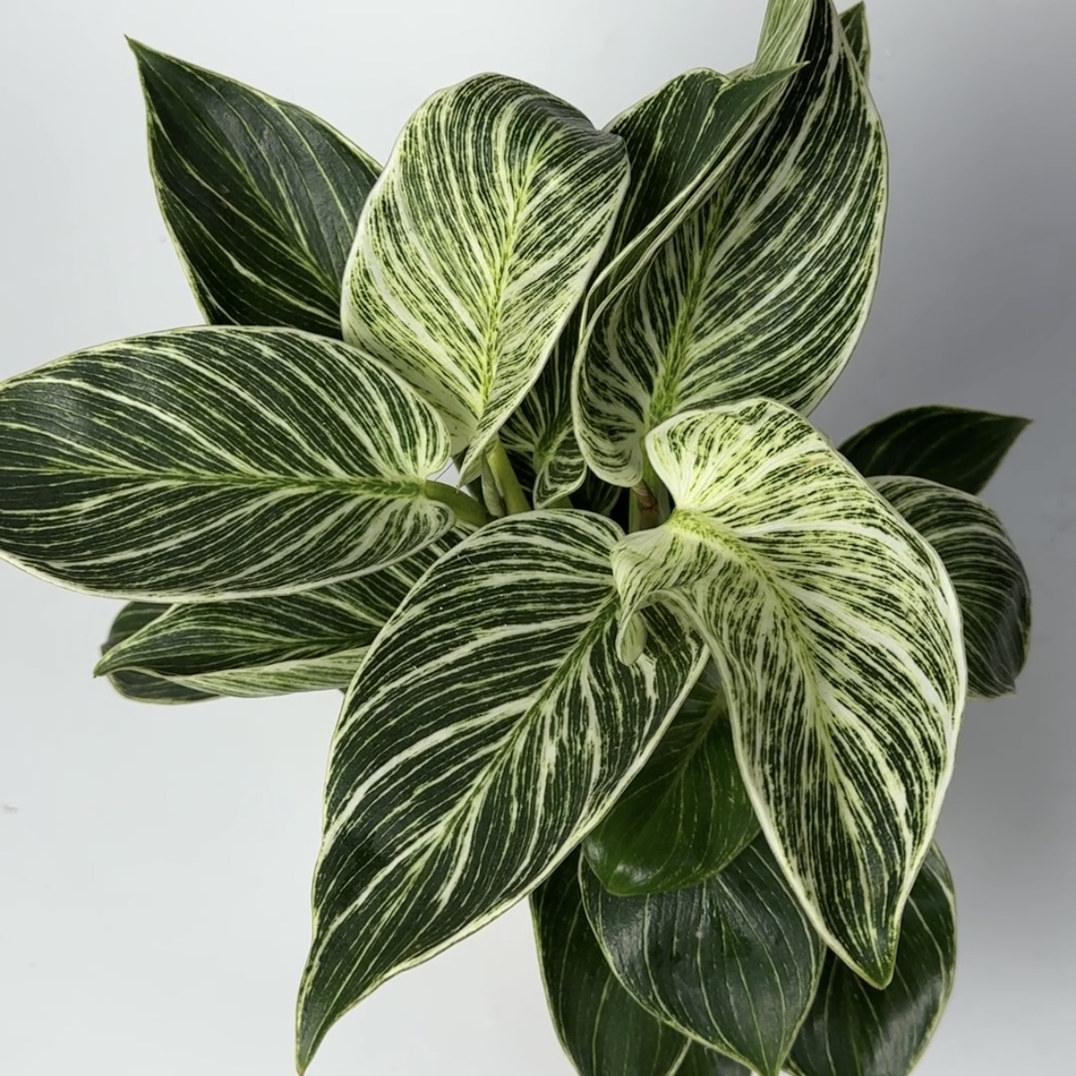 Філодендрон: Кімнатні рослини (Зелений) - 1.