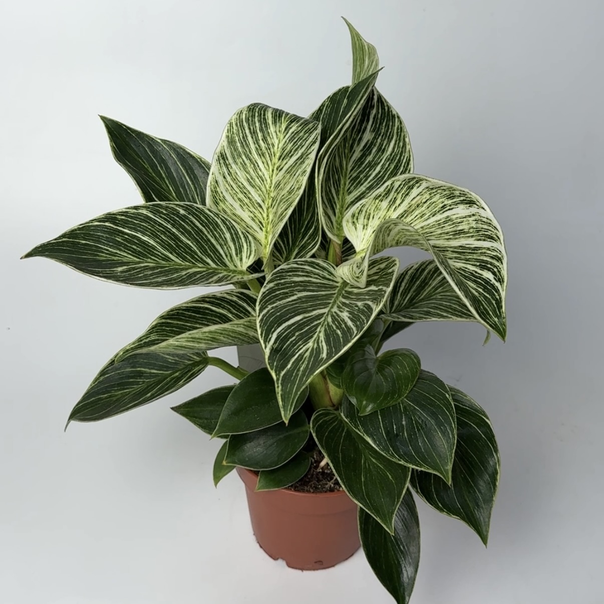 Філодендрон image