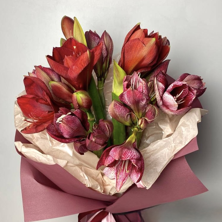 Букет амариліcу Ferrari та Маестро image