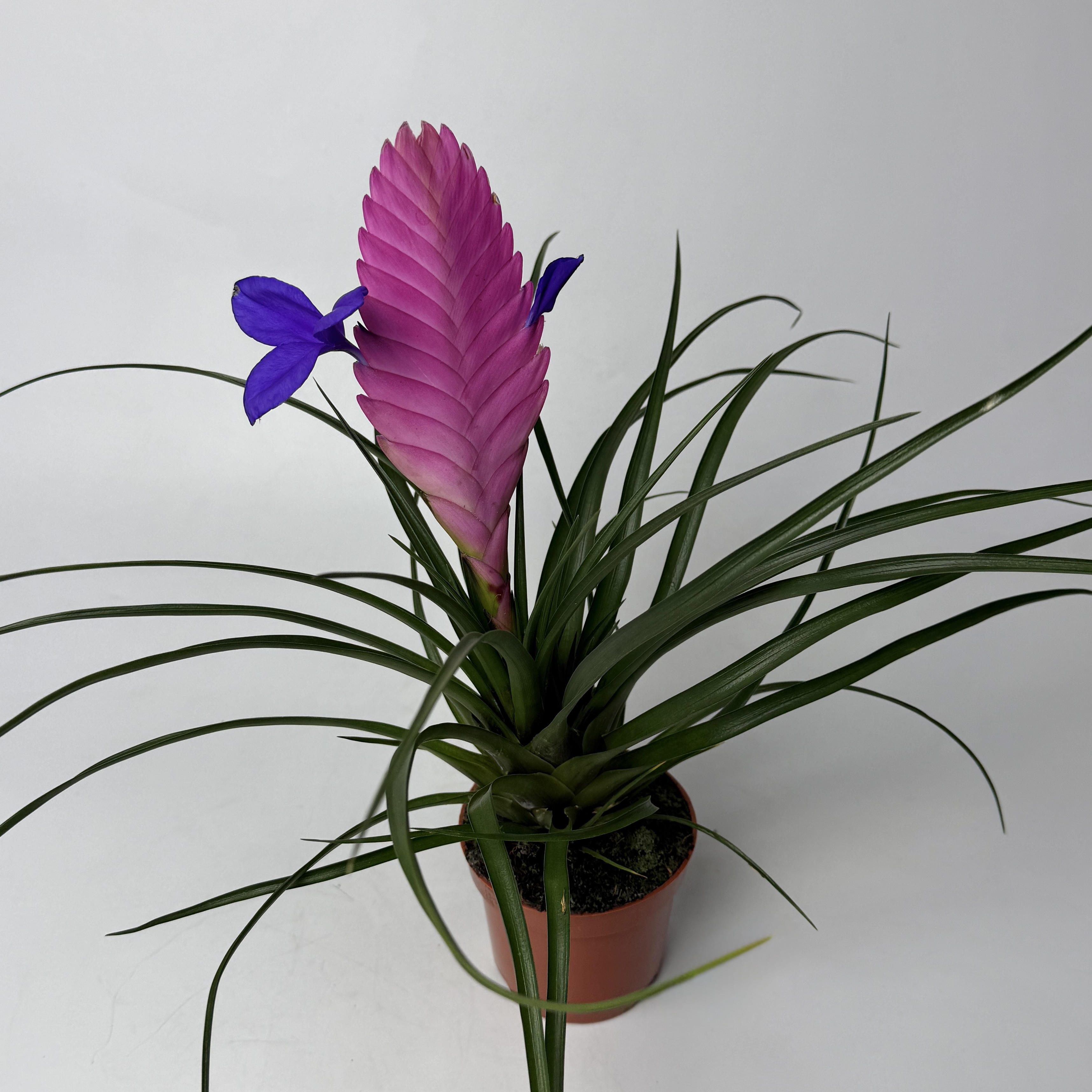 Тілландсія image