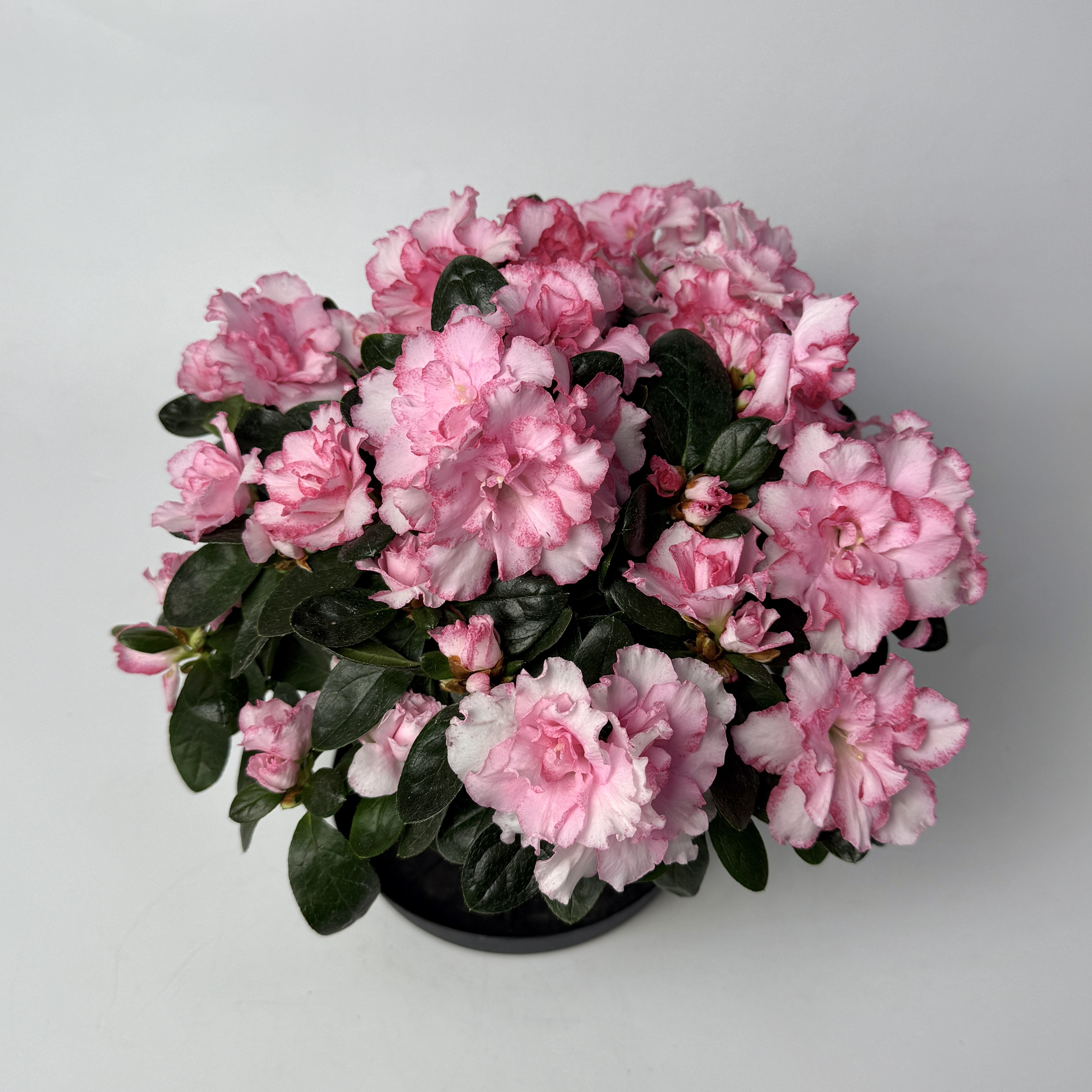 Азалія рожева image