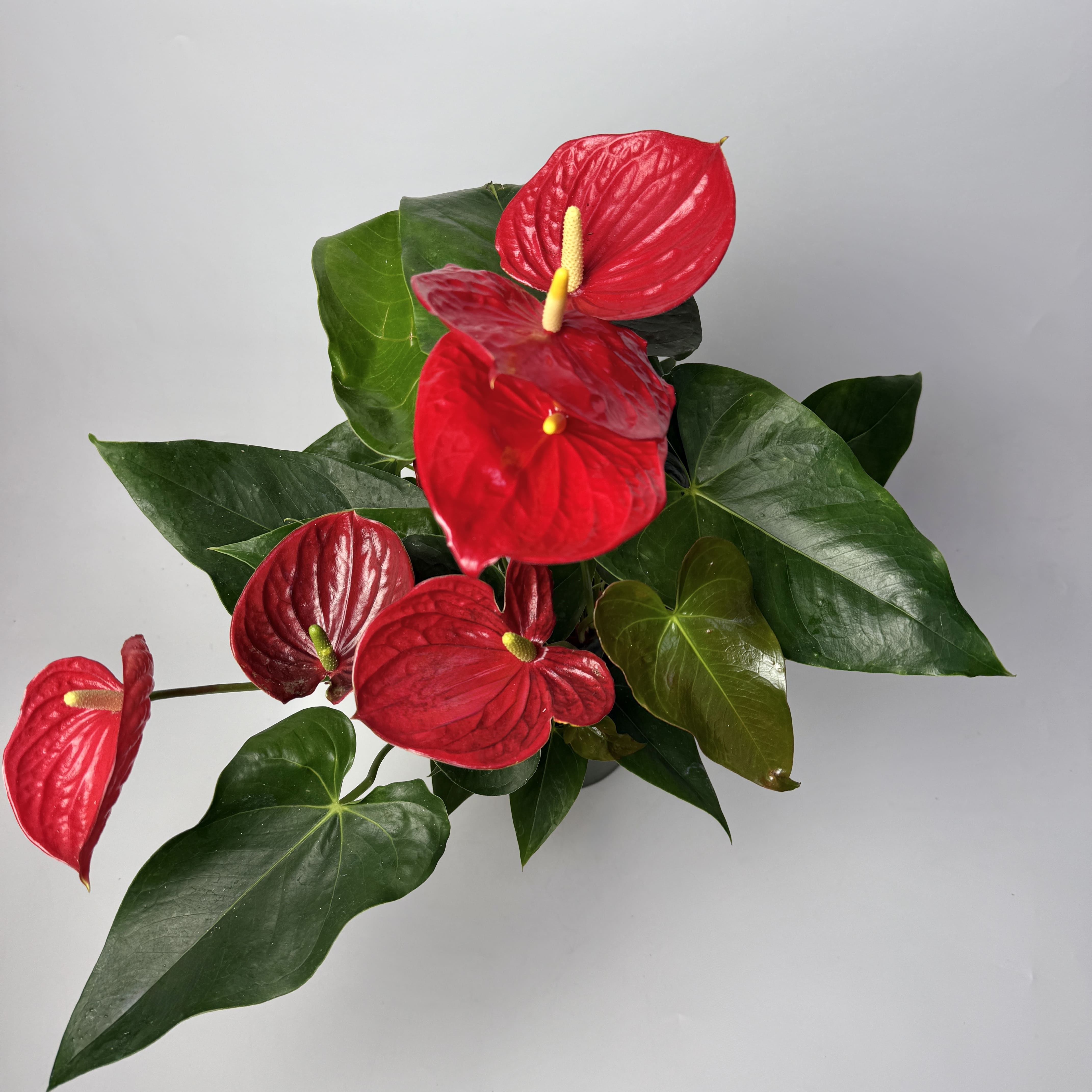 Антуріум червоний d17 image