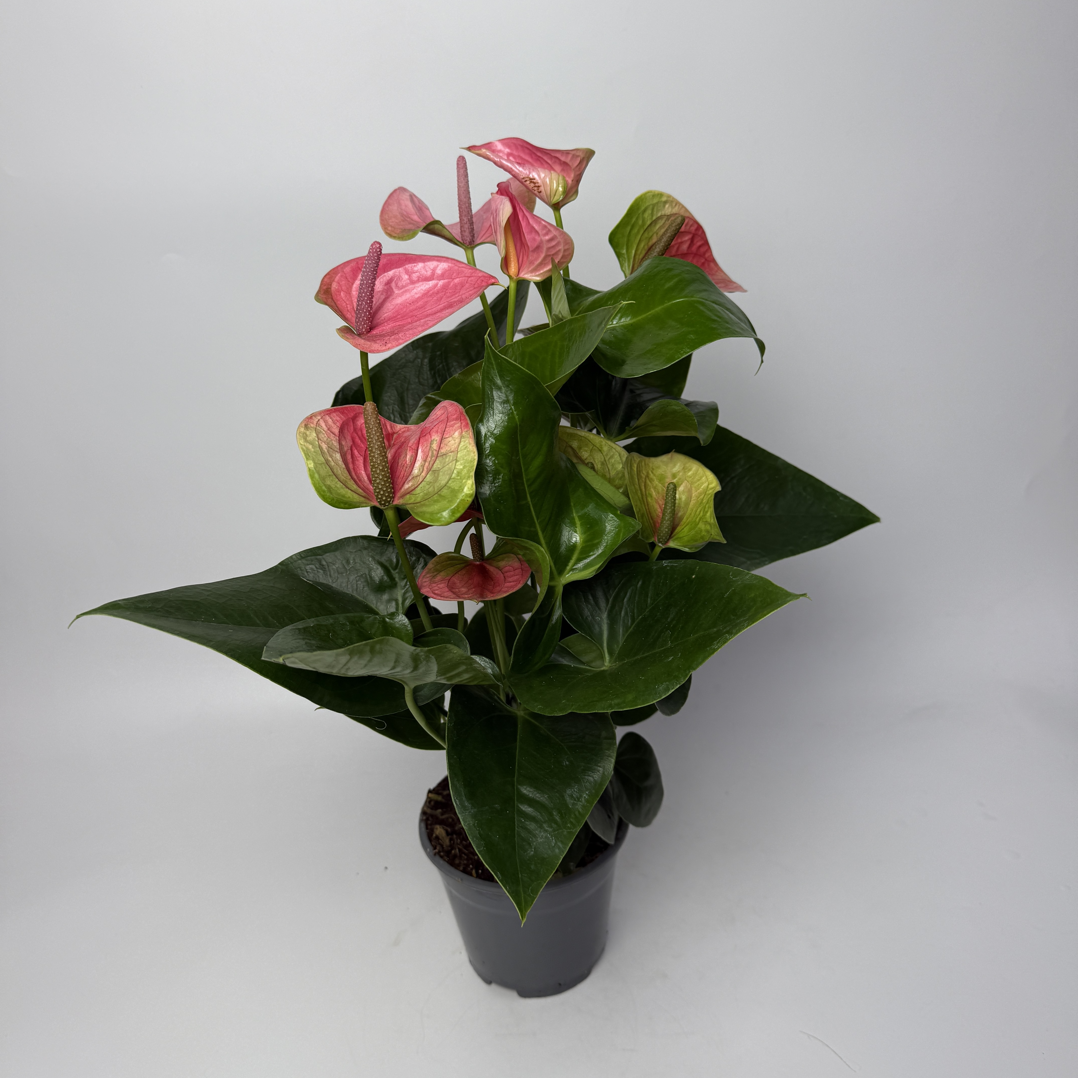 Антуріум рожевий d14 image