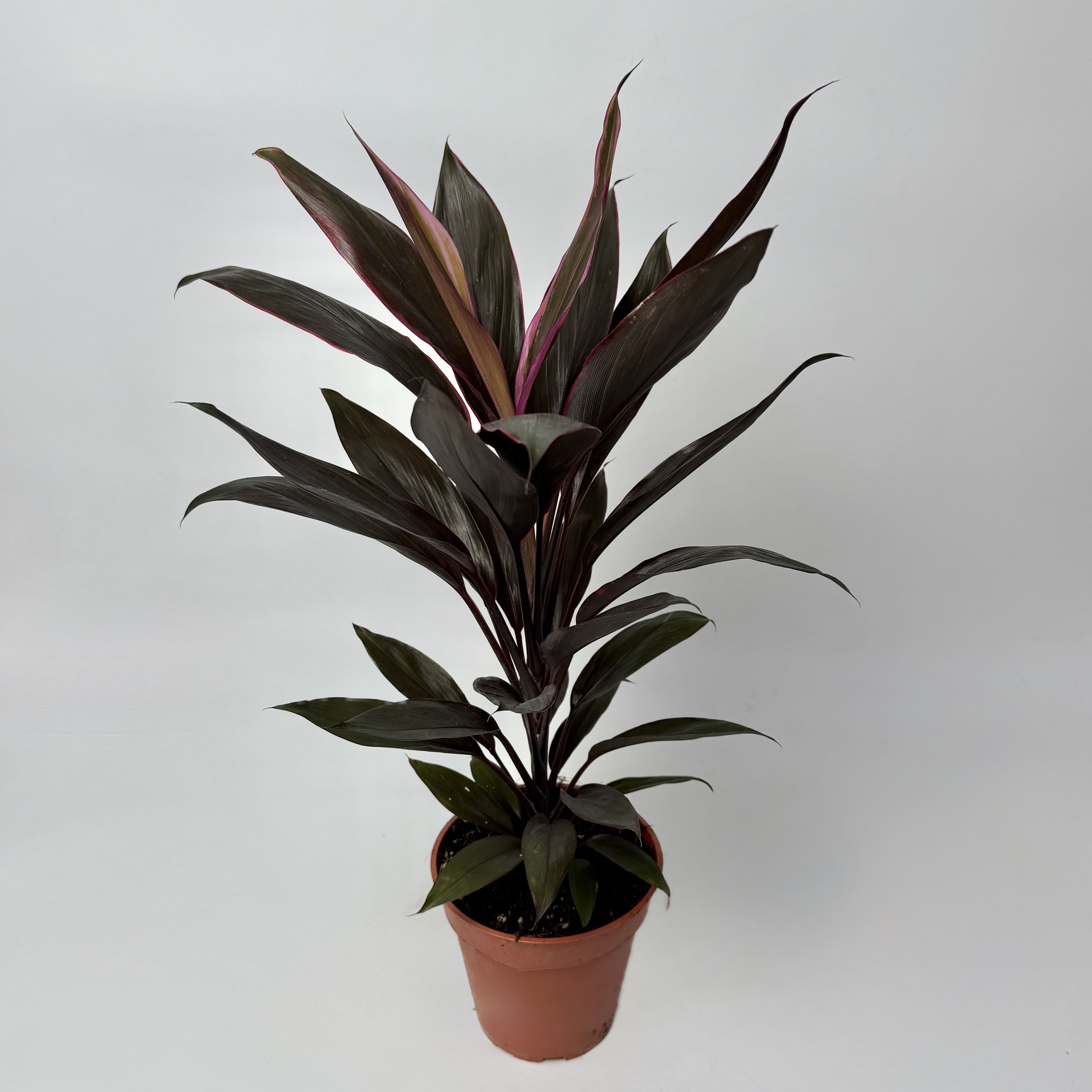 Корділіна d13 image