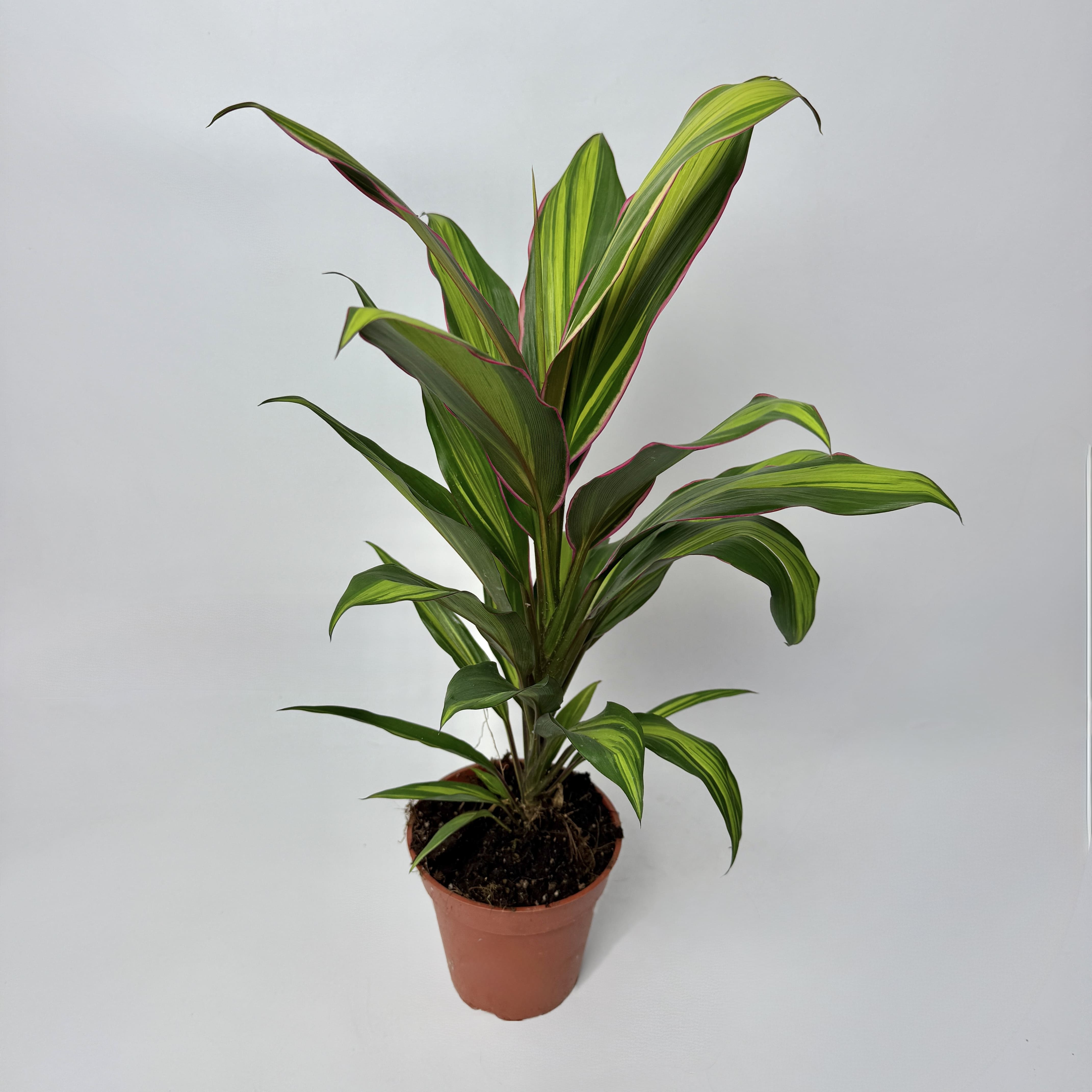 Корділіна d13: Кімнатні рослини (Рожевий) - 1.