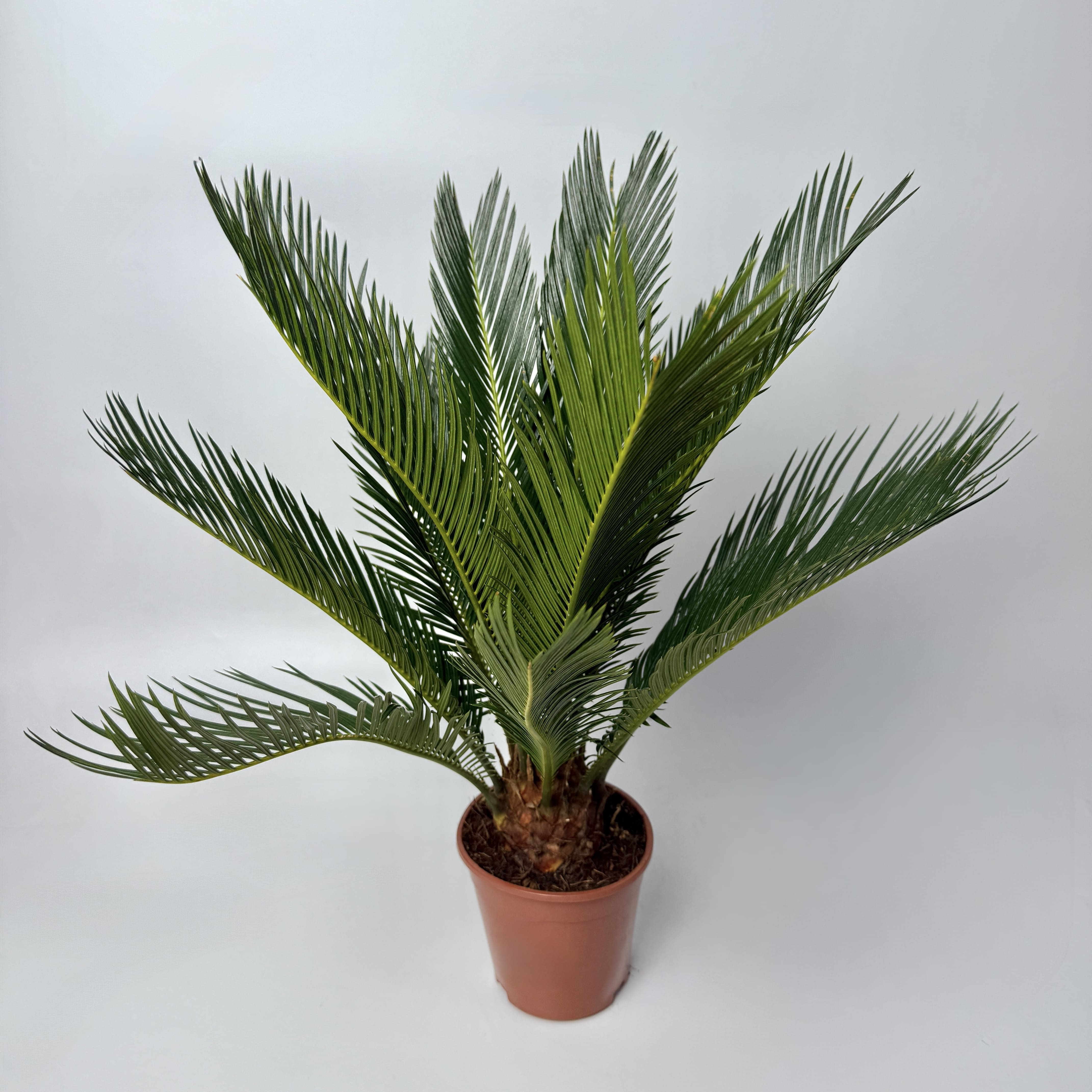 Цикас d12 image