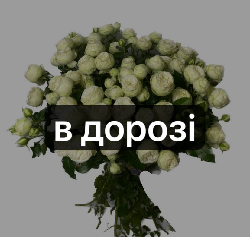 Сноу Волд 10 шт-70 см: Кущова троянда (Білий) - 10.