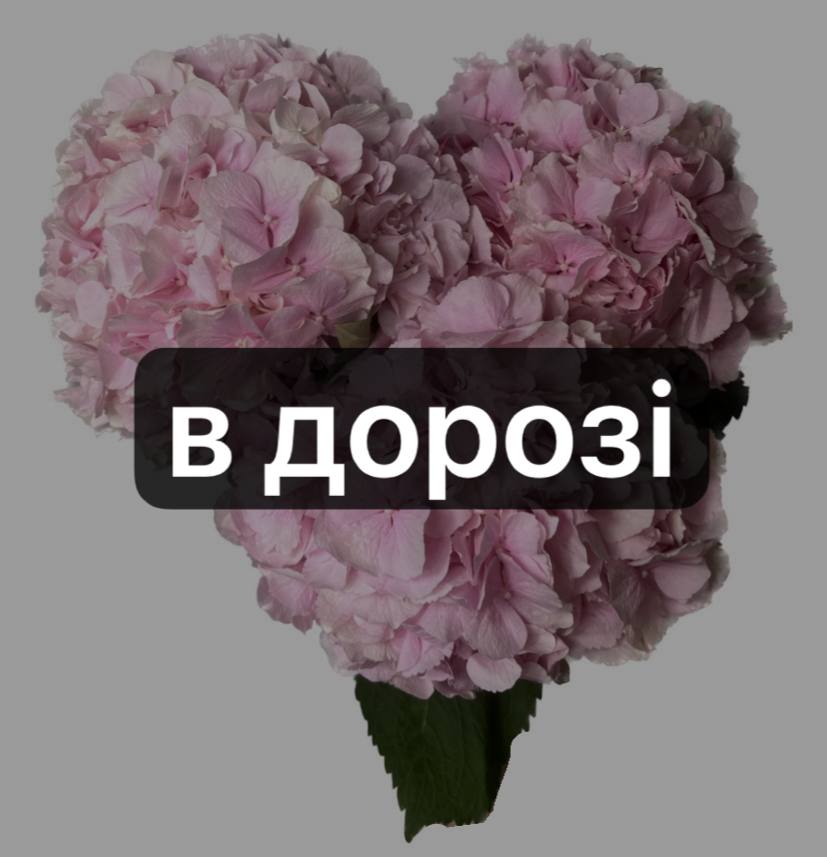 Гортензія Голандія 1 шт: Гортензія (Рожевий) - 3.