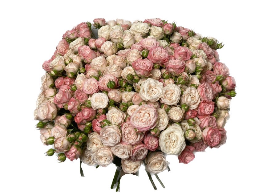 Мікс Кущових троянд 40 шт-70 см image
