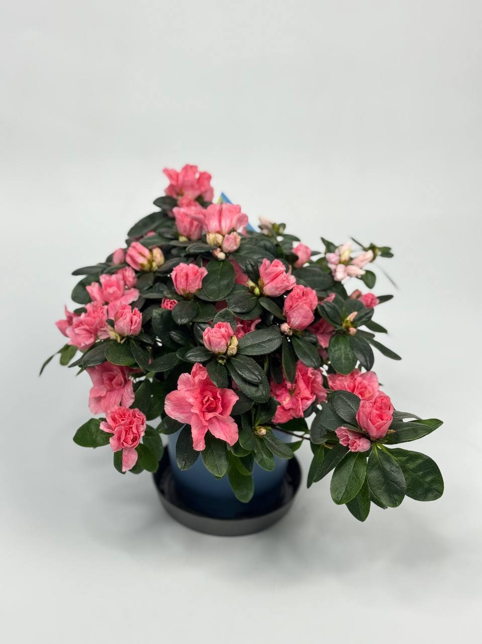 Азалія мікс d13  image