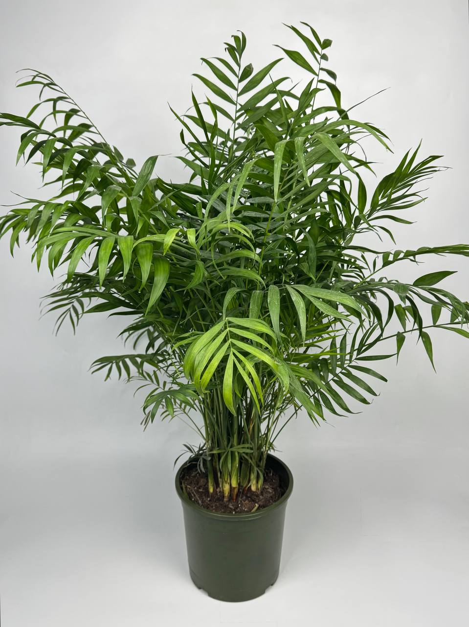 Хамедорея d23 image