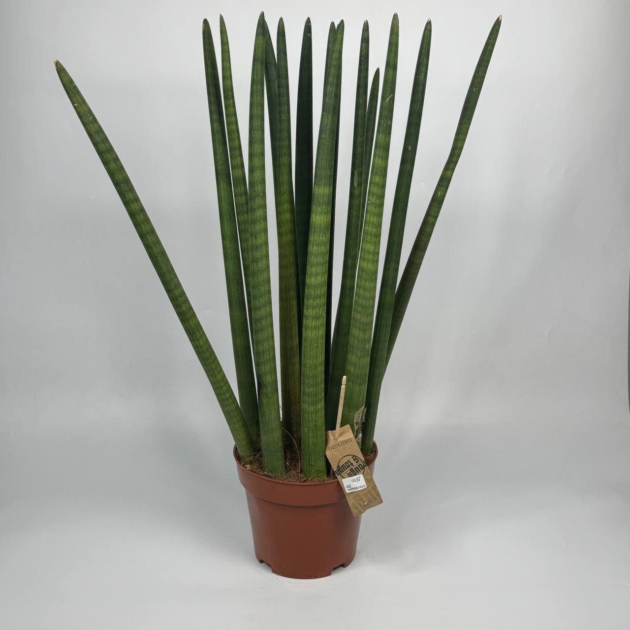 Сансевієрія d21 image