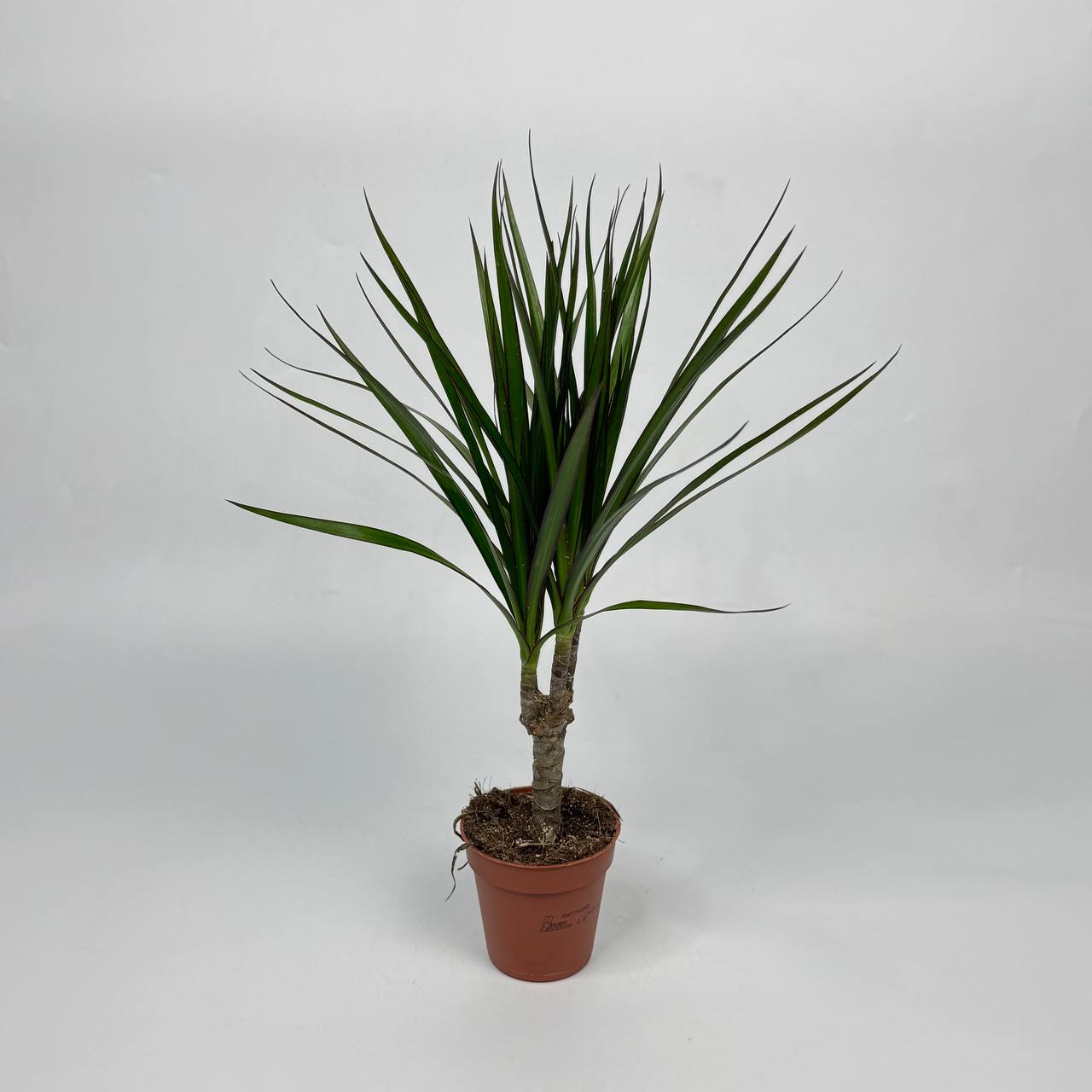 Драцена d9 image