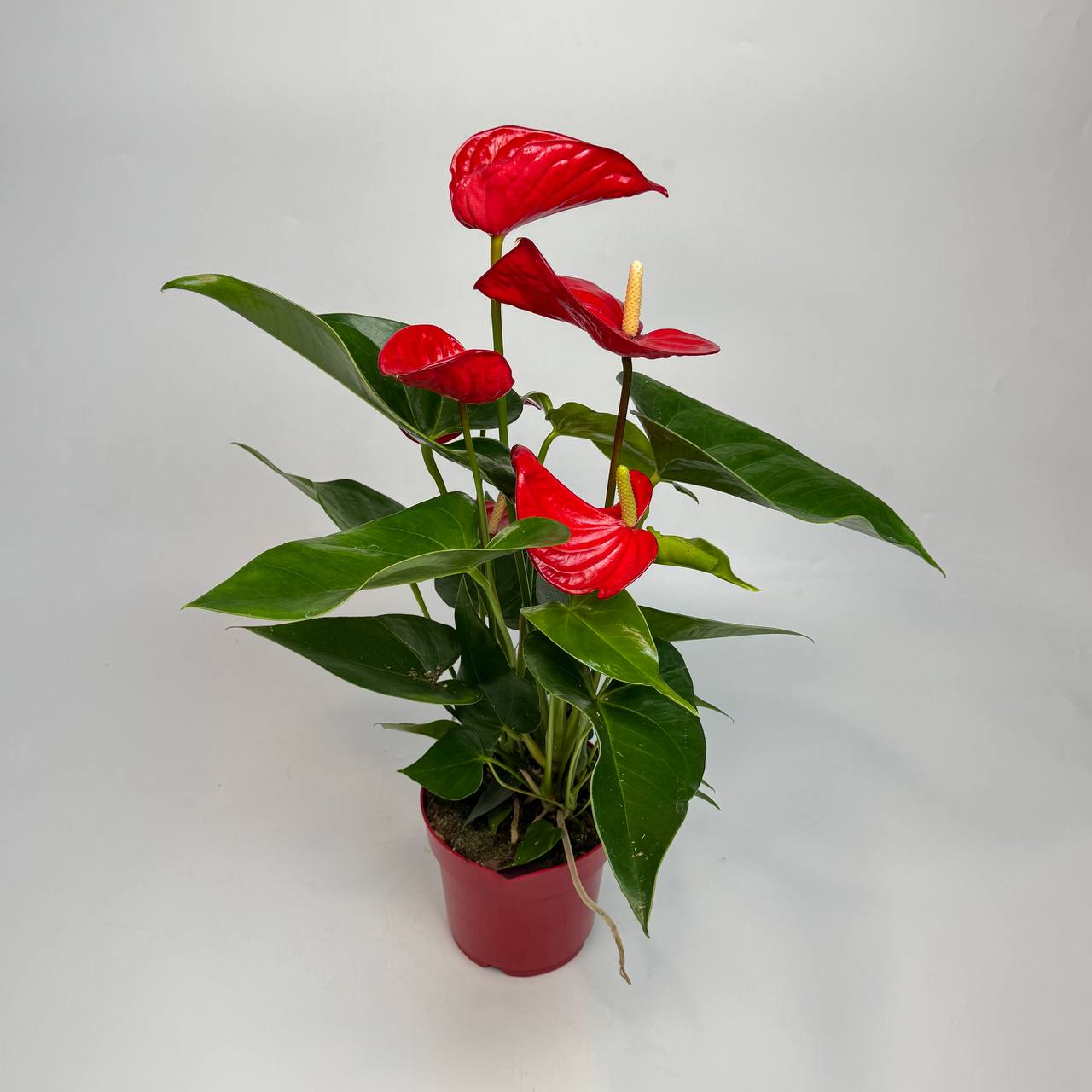 Антуріум d14 image