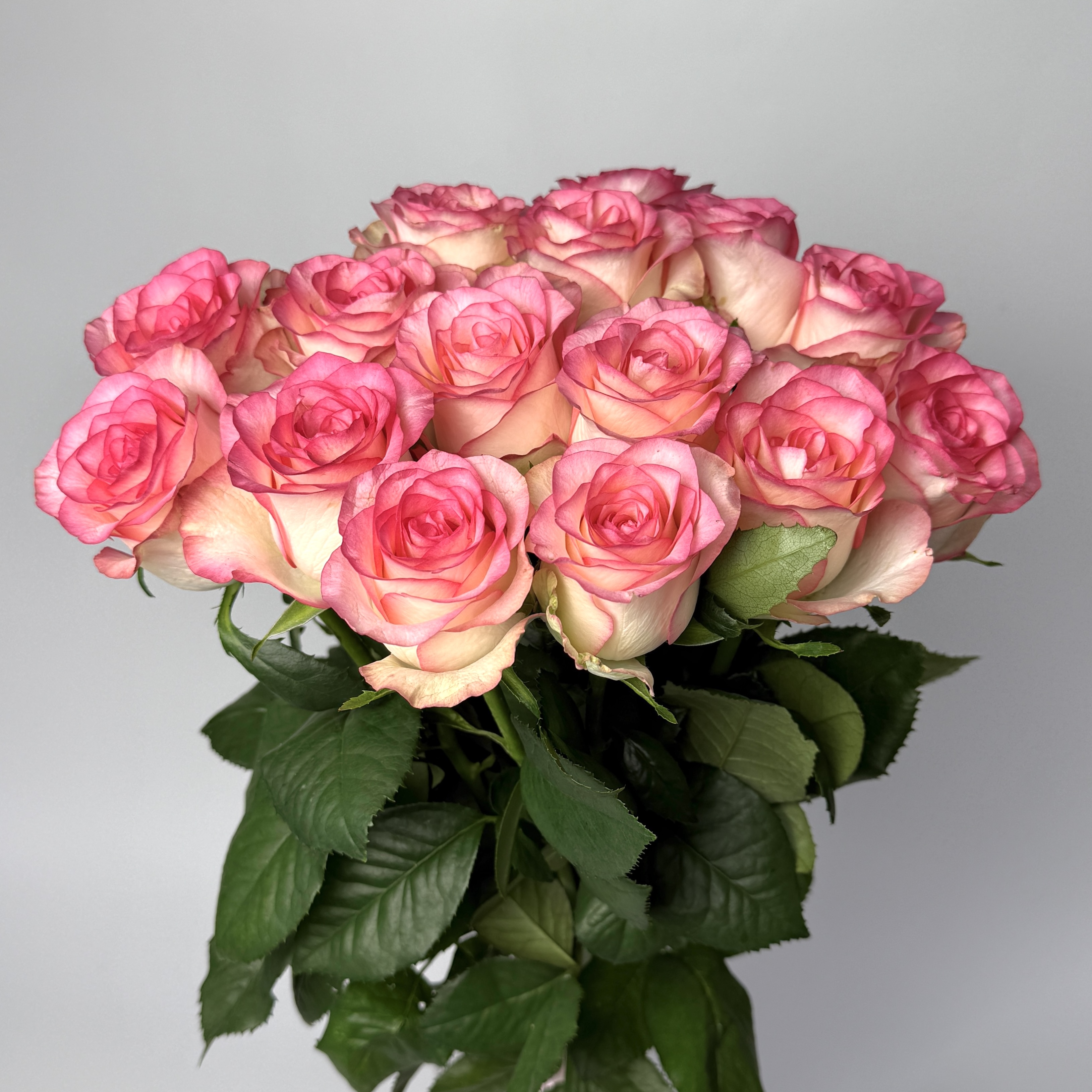 Букет троянд Джумілія 15 шт (70см) image