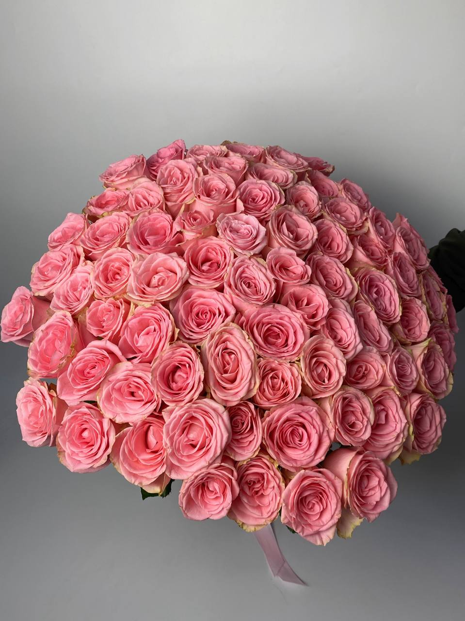 Букет троянд Софі Лорен 101 шт (70см) image