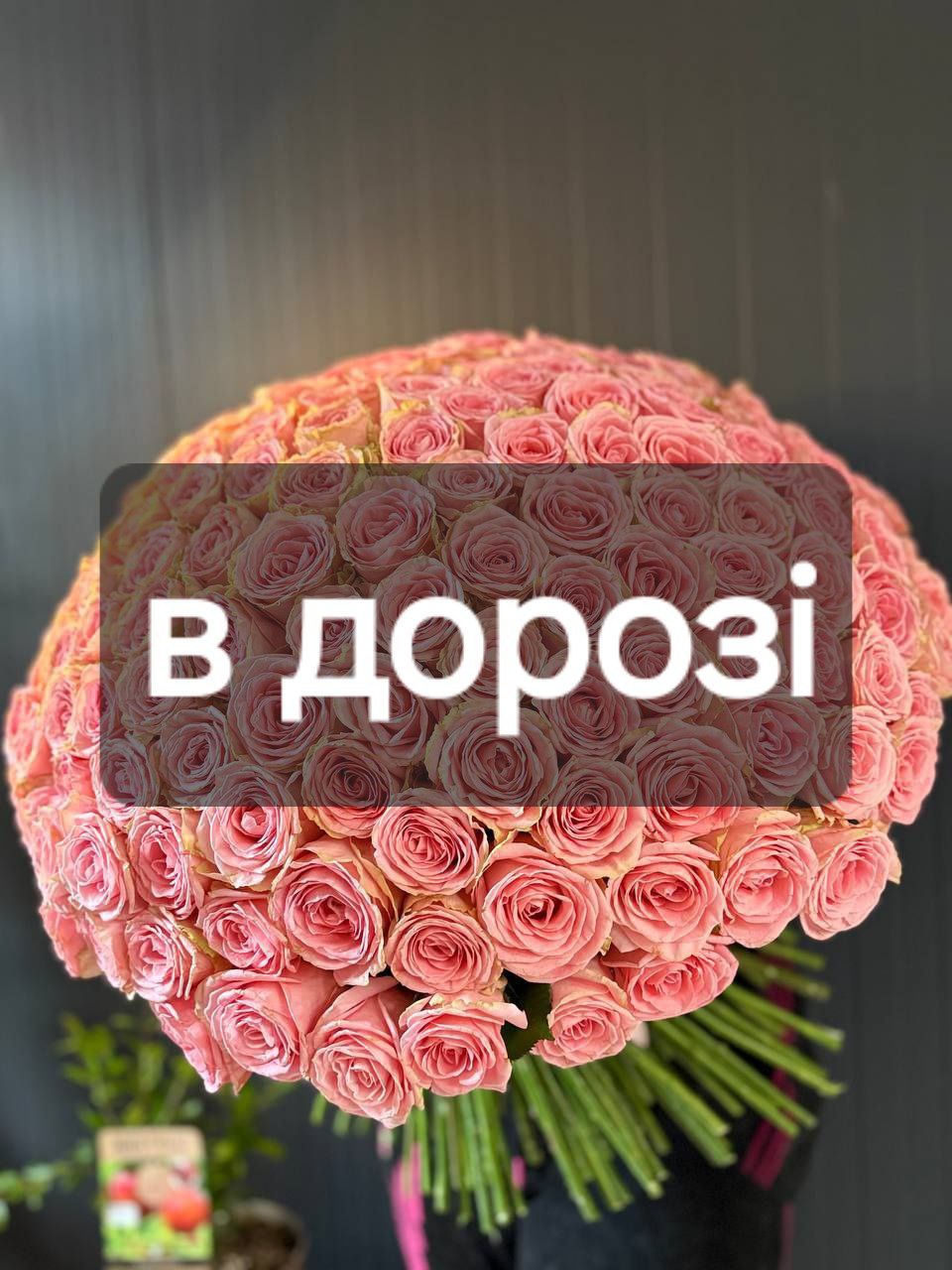 Троянда Софі Лорен 125шт image