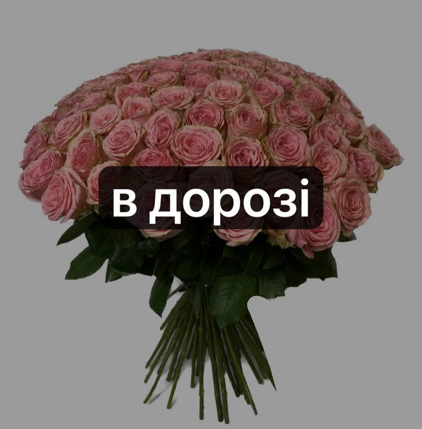 Софі Лорен 61 шт-70 см: Троянда (Рожевий) - 61.