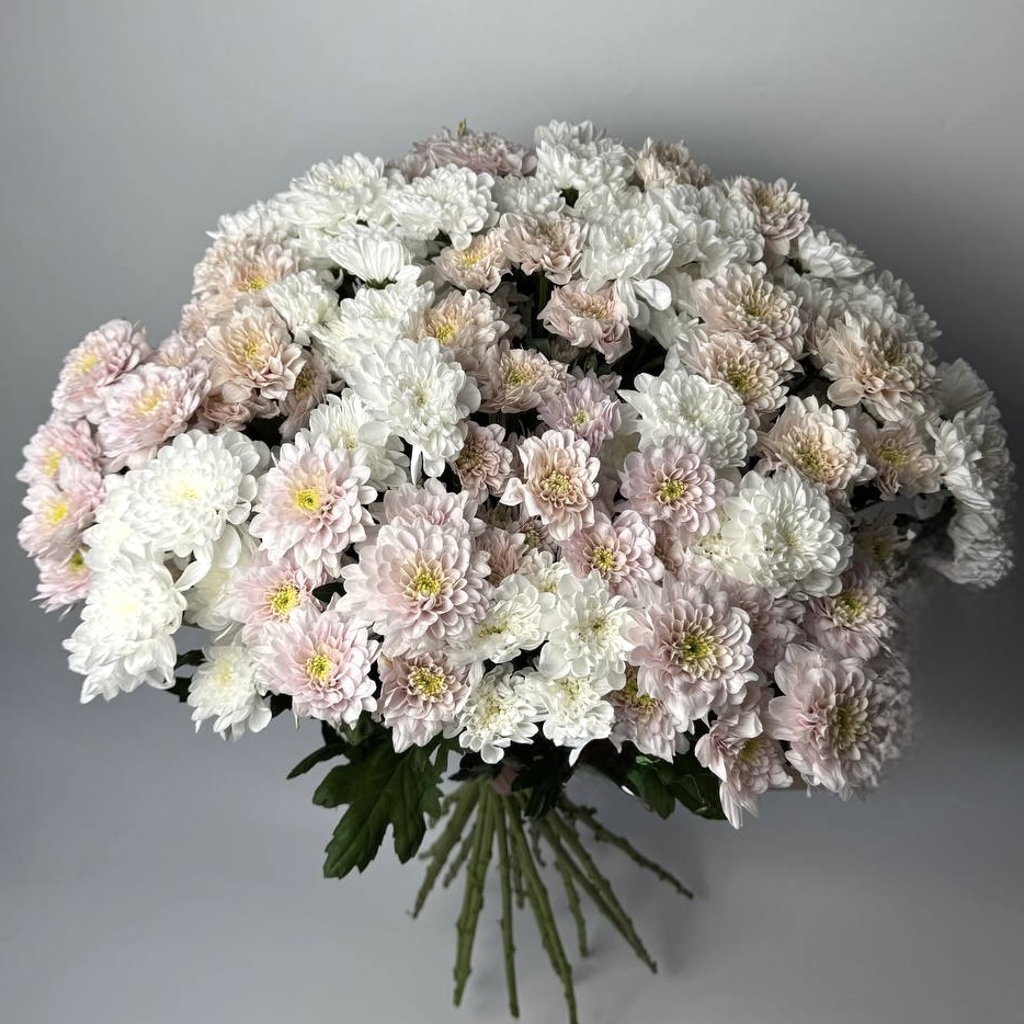 Букет мікс хризантем білих та рожевих 25 шт: Хризантема (Білий) - 1.
